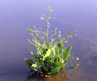 Wasser-Fröschling (Alisma plantago-aquatica)