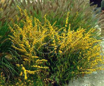 Goldrute (Solidago caesia)