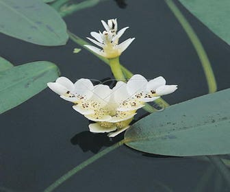 Kap-Wasserlilie (Aponogeton distachyos)