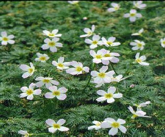 Wasserveilchen (Hottonia palustris)