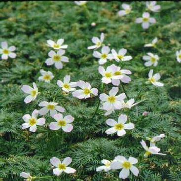 Hottonia palustris