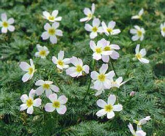 Wasserveilchen (Hottonia palustris)