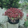 Fetthenne (Sedum spurium 'Splendens')
