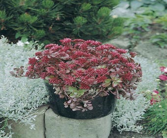 Fetthenne (Sedum spurium 'Splendens')