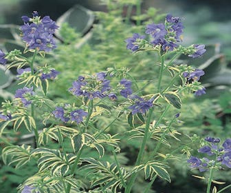 Jakobsleiter (Polemonium caeruleum 'Blanjou')