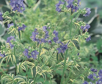 Jakobsleiter (Polemonium caeruleum 'Blanjou')