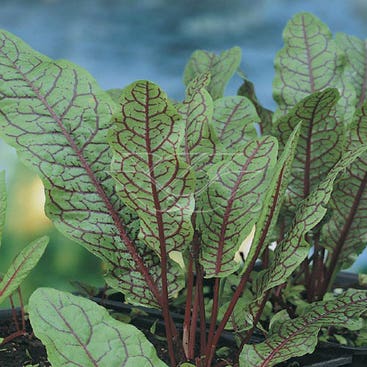Sauerampfer (Rumex sanguineus)