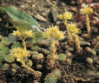 Hauswurz (Sempervivum ciliosum borisii)