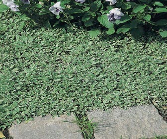 Rozenkransje (Antennaria dioica borealis)