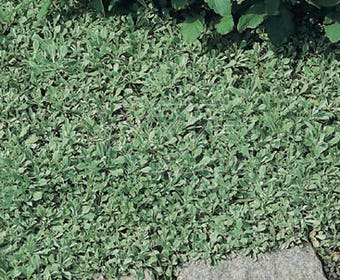 Rozenkransje (Antennaria dioica borealis)