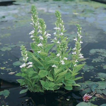 Wasserlobelia (Lobelia siphilitica 'Alba')