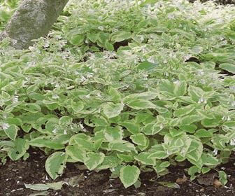 Smeerwurzel (Symphytum grandiflorum  'Goldsmith')