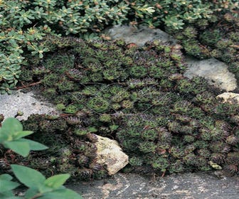 Hauswurz (Sempervivum 'Noir')