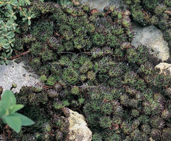 Hauswurz (Sempervivum 'Noir')