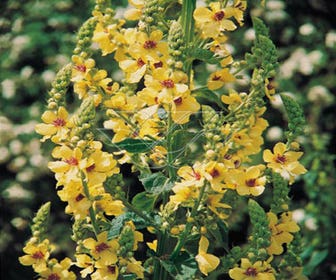 Königskerze (Verbascum densiflorum)