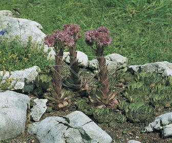 Gewöhnlicher Hauswurz (Sempervivum tectorum)