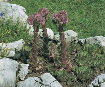 Gewöhnlicher Hauswurz (Sempervivum tectorum)