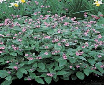 Lungenkraut (Pulmonaria saccharata 'Dora Bielefeld')