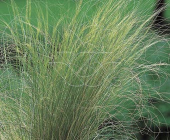 Federgras (Stipa tenuifolia)