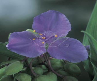 Eintagsblume (Tradescantia 'J.C. Weguelin')