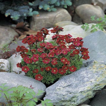 Moos-Steinbrech (Saxifraga 'Arendsii-hybrid Luschtinez (Harder Zwerg)')