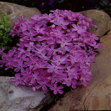 Flammenblume (Phlox borealis)
