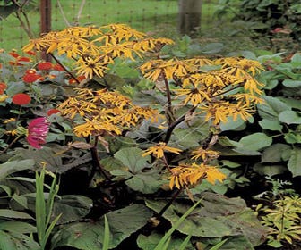 Kreuzkraut (Ligularia dentata 'Desdemona')