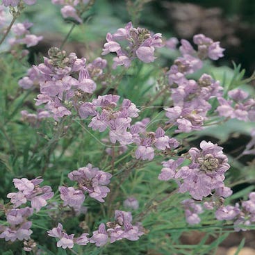 Leinkraut 'Antique Silver'