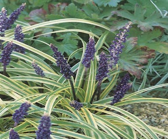 Liliengras (Liriope muscari 'Variegata')