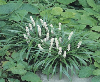 Liliengras (Liriope muscari 'Monroe White')