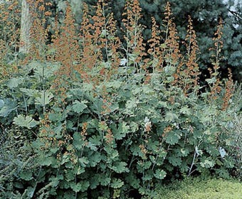 Federmohn (Macleaya cordata)