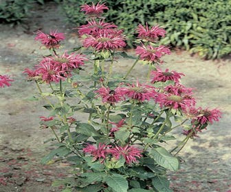 Bergamottepflanze/Hahnenkamm (Monarda 'Adam')