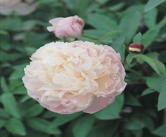 Pfingstrose (Paeonia lactiflora 'Shirley Temple')