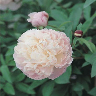 Pfingstrose (Paeonia lactiflora 'Shirley Temple')