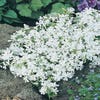 Teppichphlox (Phlox subulata 'Calvides White')