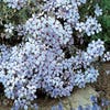 Flammenblume (Phlox divaricata 'Chattahoochee')