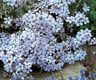 Flammenblume (Phlox divaricata 'Chattahoochee')
