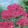 Flammenblume (Phlox 'Elisabeth Arden')
