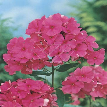 Flammenblume (Phlox 'Elisabeth Arden')