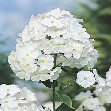 Flammenblume (Phlox 'Mia Ruijs')