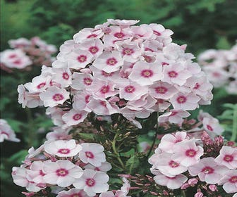Flammenblume (Phlox paniculata 'Europa')