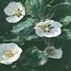 Fußblatt (Podophyllum peltatum)