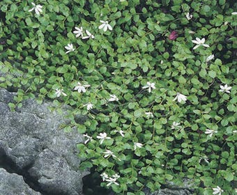 Pratia angulata