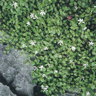 Pratia angulata