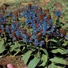 Gewöhnliche Brunelle (Prunella vulgaris) BIO
