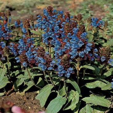 Gewöhnliche Brunelle (Prunella vulgaris) BIO
