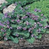 Lungenkraut (Pulmonaria 'Smokey Blue')
