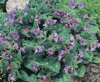 Lungenkraut (Pulmonaria 'Smokey Blue')