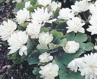 Blutwurz (Sanguinaria canadensis)