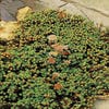 Fetthenne (Sedum lydium)